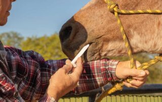 how-to-get-horses-to-take-medicine