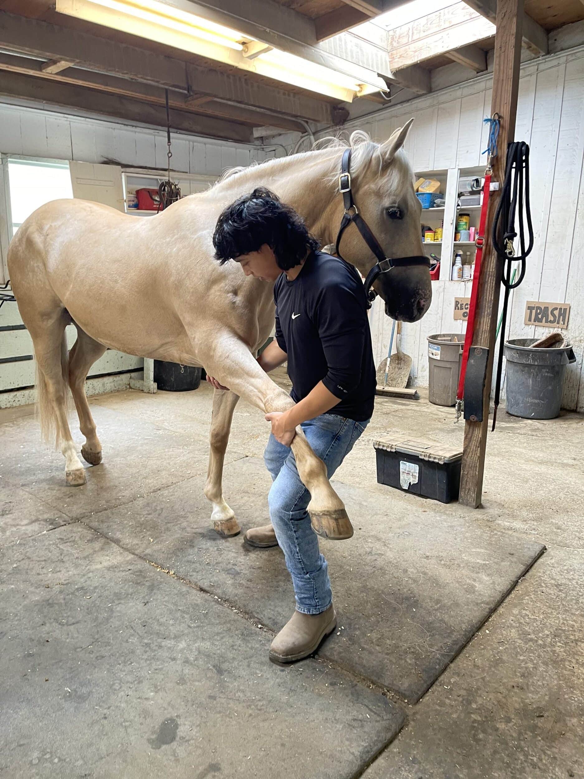 Dr. Justin Mariano DC, CAC - Equine Chiropractor