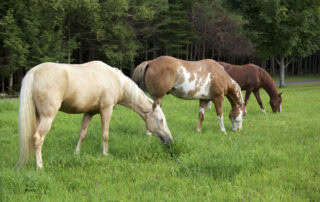 nightshade-poisoning-in-horses