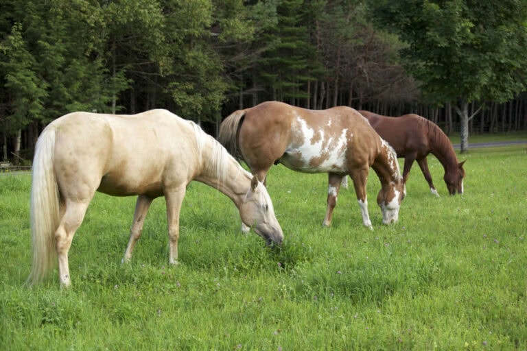 nightshade-poisoning-in-horses