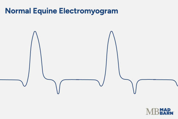 normal electromyographic findings in horse