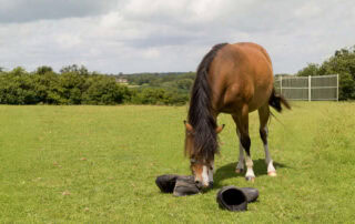 pica-in-horses