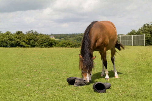 Pica in Horses: How to Stop Horses from Eating Non-Food Items