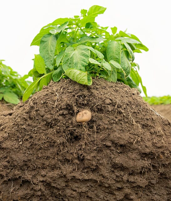 image of potato plant