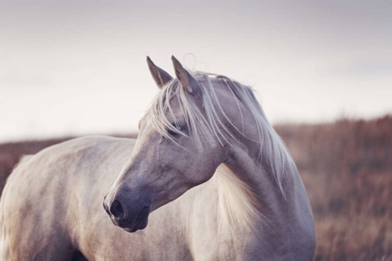 rodenticide poisoning in horses
