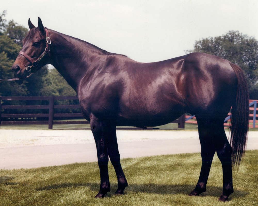 photo of triple crown champion seattle slew