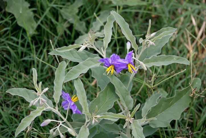 image of silverleaf nightshade plant