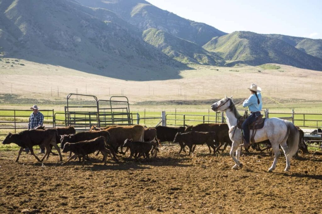 Stock Horse Guide: Characteristics, Health & Nutrition