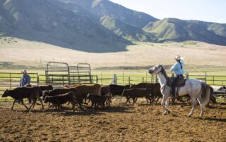 stock-horse-breeds-overview