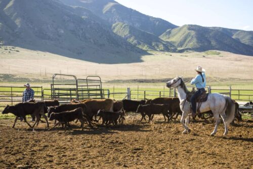 Stock Horse Guide: Characteristics, Health & Nutrition