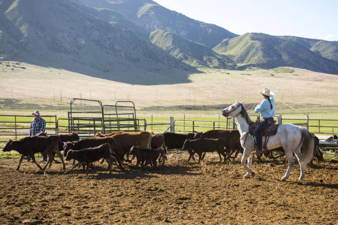 Stock Horse Guide: Characteristics, Health & Nutrition