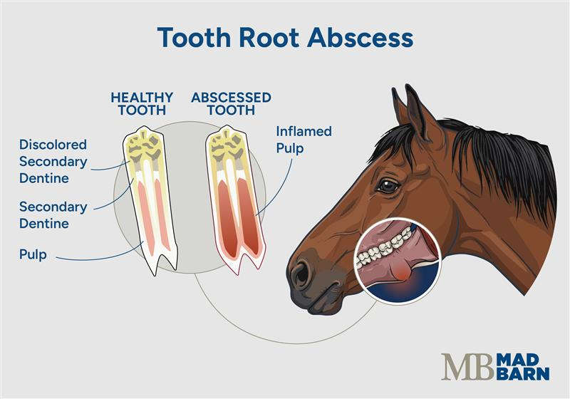 illustration of equine tooth root abscess