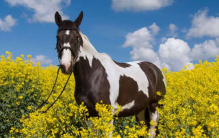 american-indian-horse-breed-profile