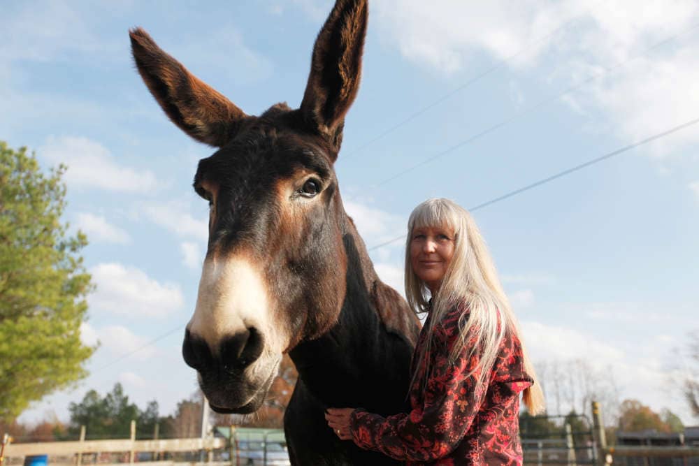 photo of american mammoth jackstock