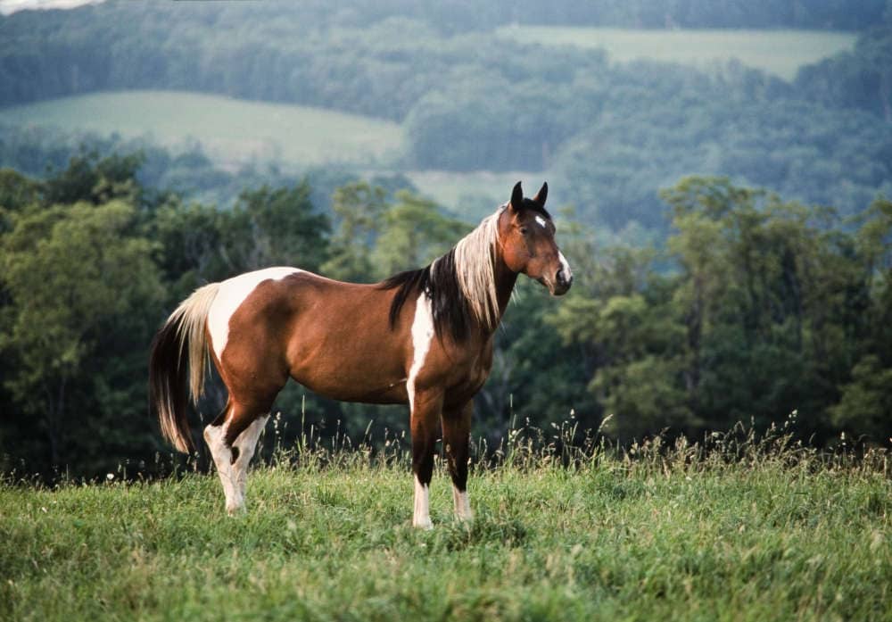 photo of american paint horse