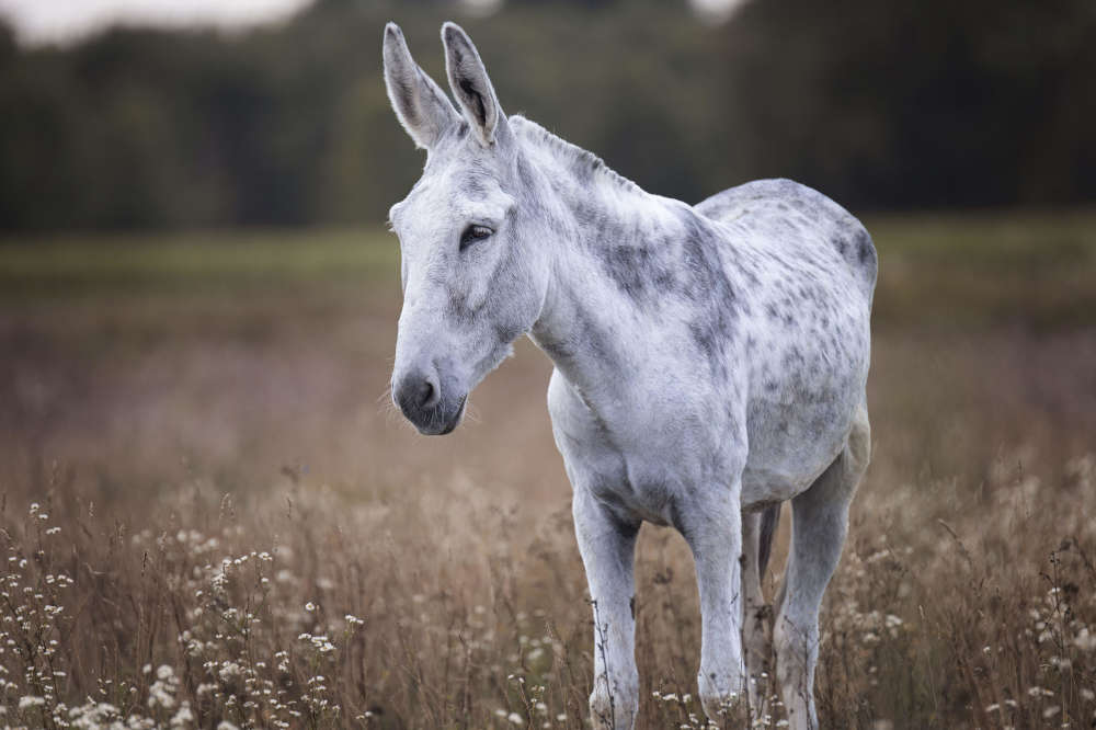 photo of miniature andalusian donkey