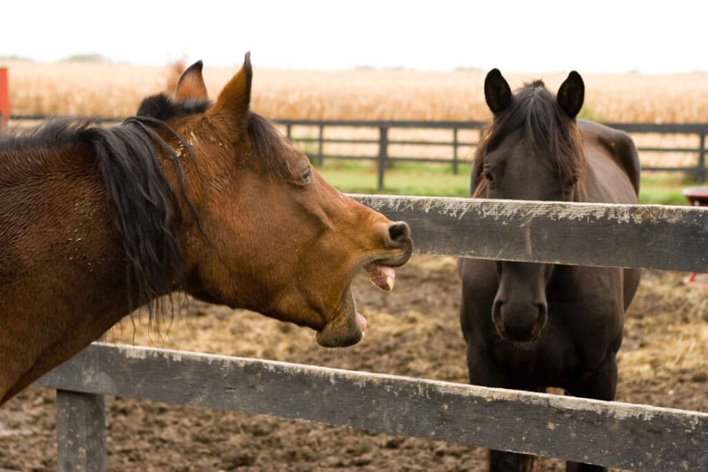 Aspiration Pneumonia in Horses: Causes, Risk Factors & Prevention