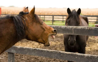 aspiration pneumonia in horses