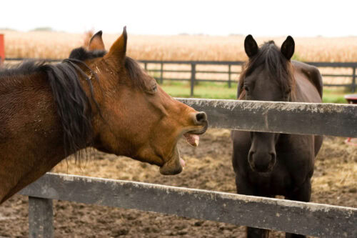 Aspiration Pneumonia in Horses: Causes, Risk Factors & Prevention