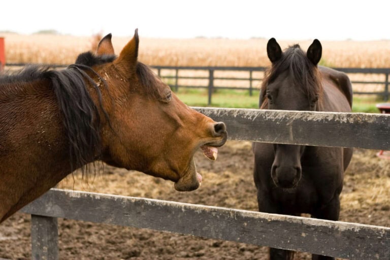 aspiration pneumonia in horses