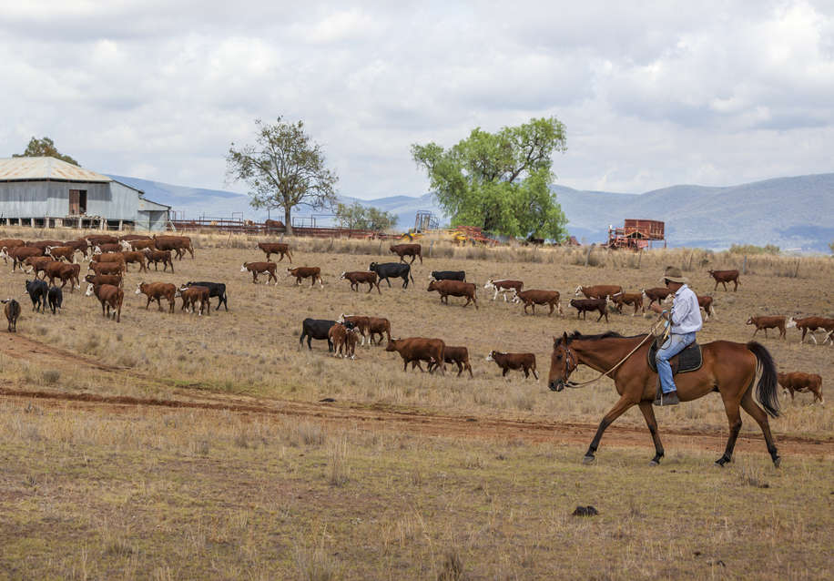 photo of australian stock horse