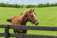 Benadryl® (Diphenhydramine) for Horses: Uses, Side Effects & Status in Competition