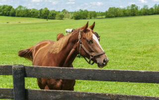 benadryl-for-horses