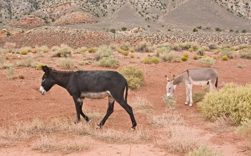 photo of two wild burros