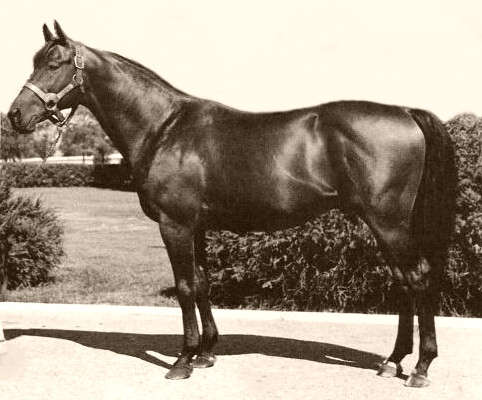 photo of kentucky derby winner citation