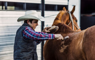 complete-guide-to-types-of-horse-brushes