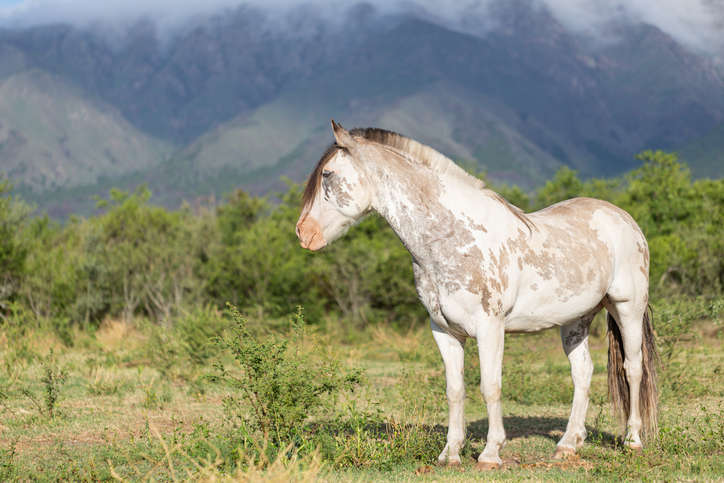 photo of criollo horse