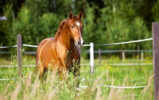 dexamethasone for horses