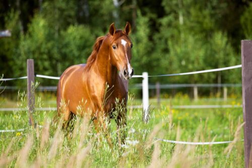 dexamethasone for horses