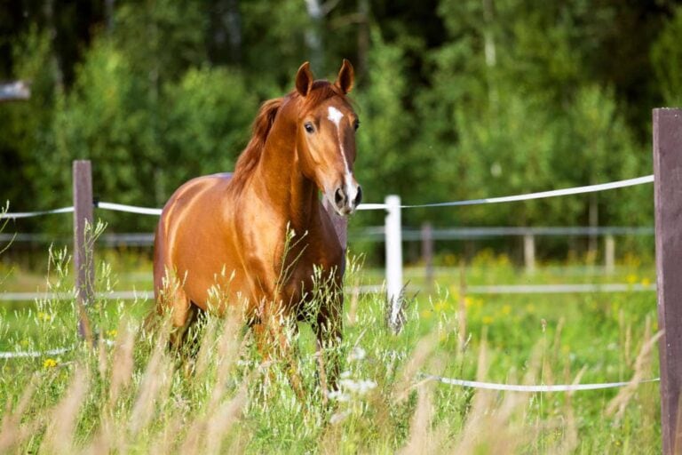 dexamethasone for horses