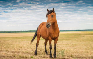 domperidone-for-horses