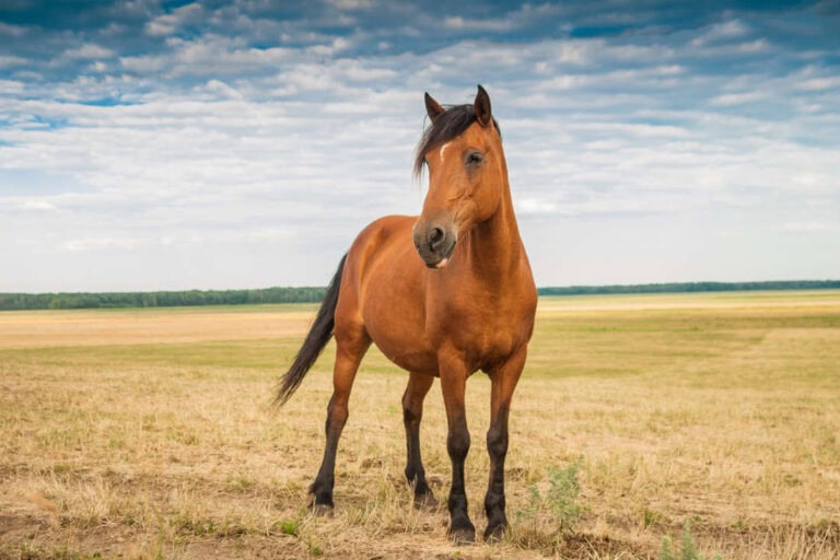 domperidone-for-horses