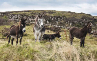 donkey-breed-guide