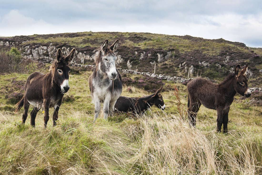 Donkey Breed Guide: Characteristics, Health & Nutrition