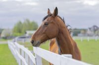 Equine Rhinitis Viruses (ERAV & ERBV): Transmission, Symptoms & Treatment