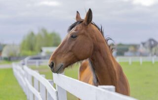 equine-rhinitis-viruses