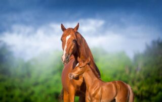 foal-imprinting