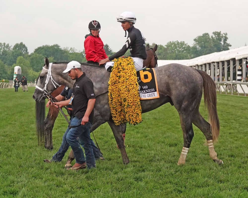 photo of garland of back eyed susans at the preakness stakes