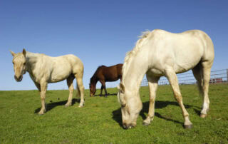 gastrogard-for-horses