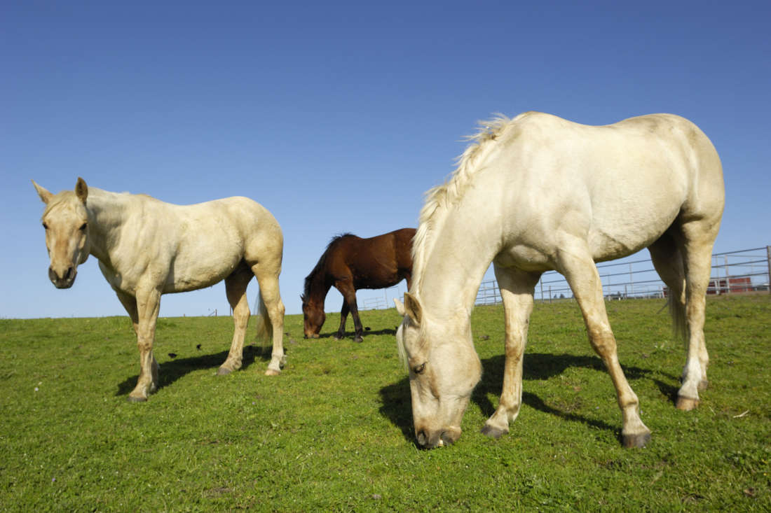 Gastrogard® (Omeprazole) for Horses: Uses, Side Effects & Status in Competition