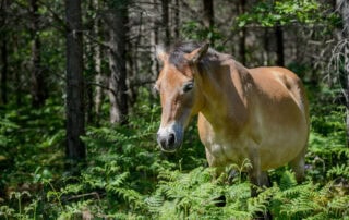 gotland-pony-breed-profile