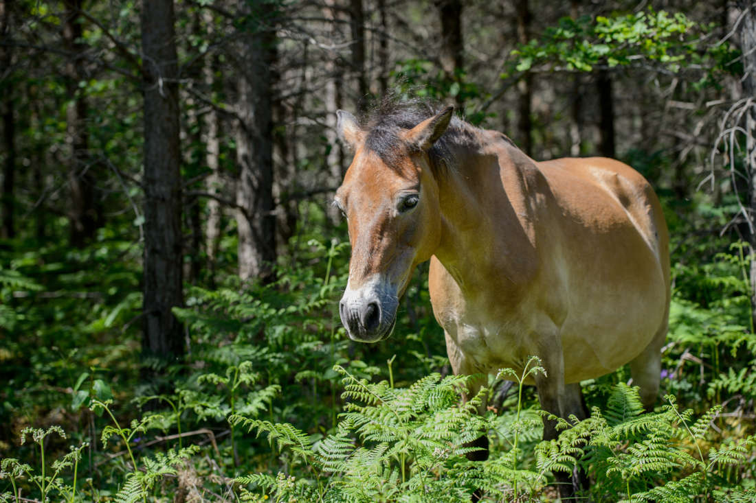Gotland Pony Breed Guide: Health, Characteristics & Nutrition