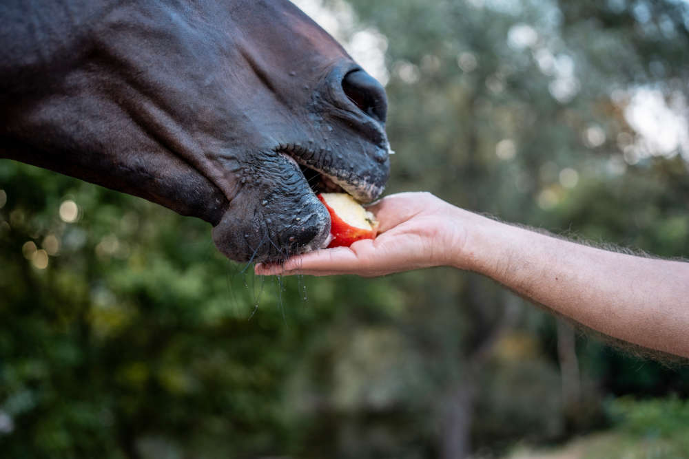Horse Eating Apple Slice as Treat