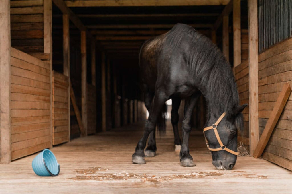 Why Horses Bolt Feed & How to Stop It: Behavior Guide