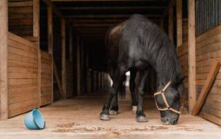 how-to-stop-horses-from-bolting-feed