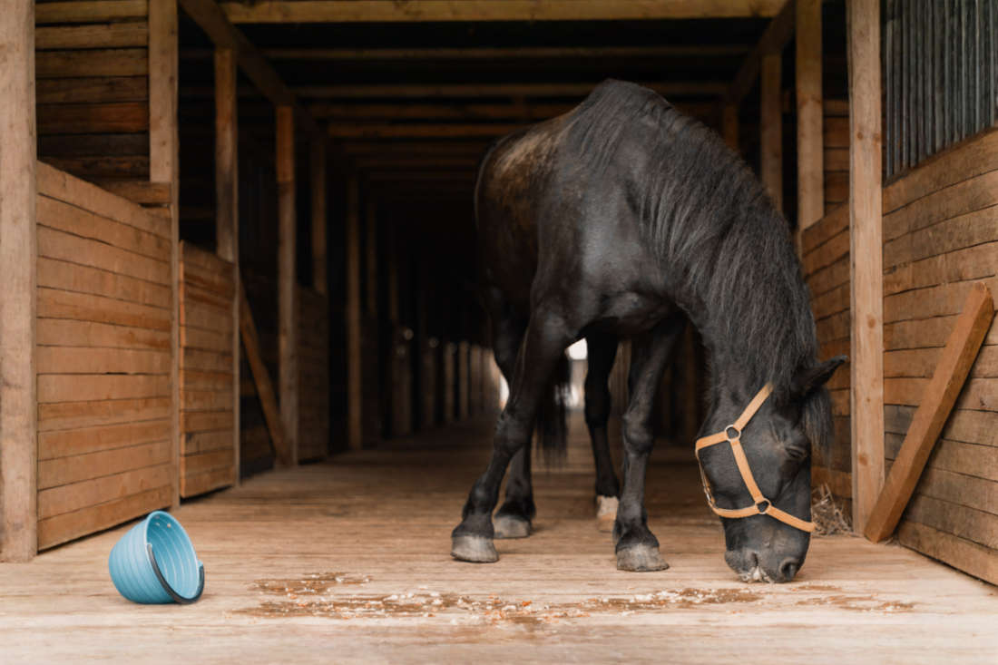 Why Horses Bolt Feed & How to Stop It: Behavior Guide